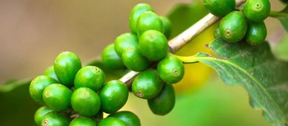 Can a Cup of Green Coffee Help You Lose Weight? You'll Be Surprised!